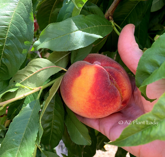 picking peaches from tree for Peach Vinegar