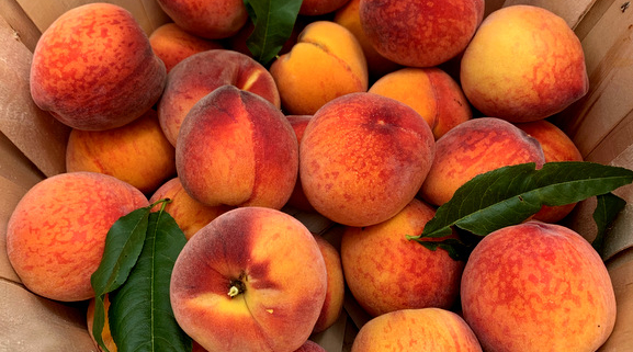 harvested-peaches