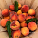 harvested-peaches