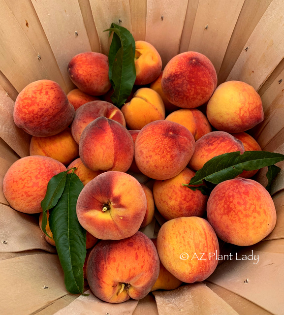 harvested-peaches
