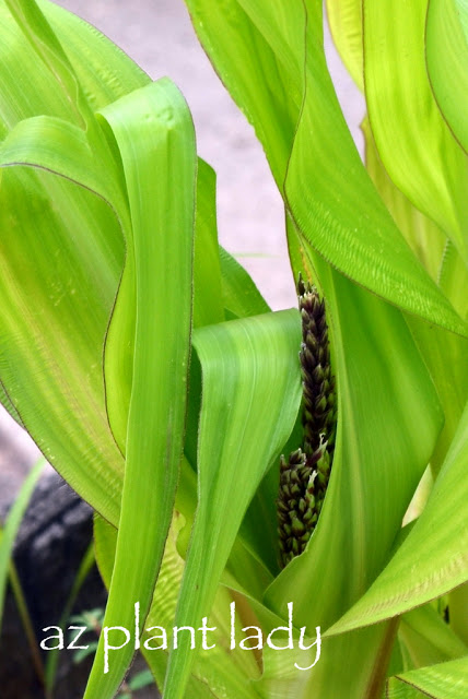 blue corn