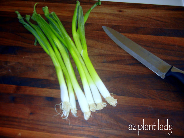 Green Onions