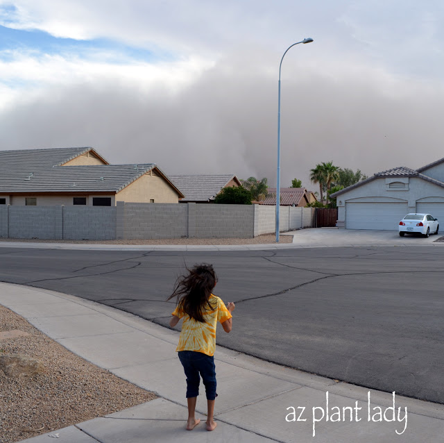 dust storms 