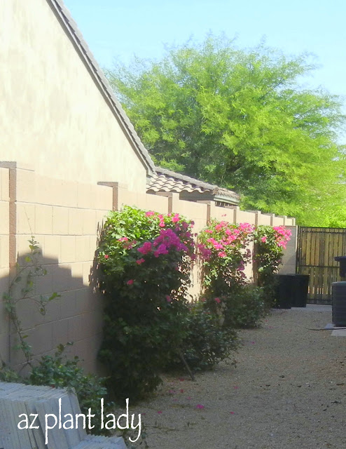 Bougainvillea with Star jasmine (Trachelospermum jasminoides) in side garden