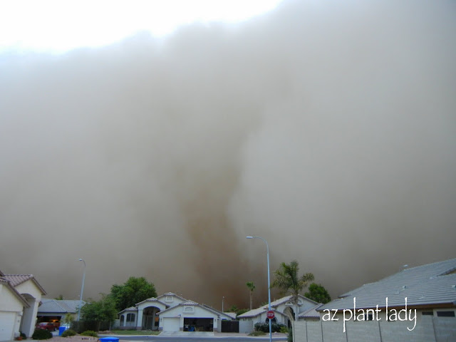 dust storms 