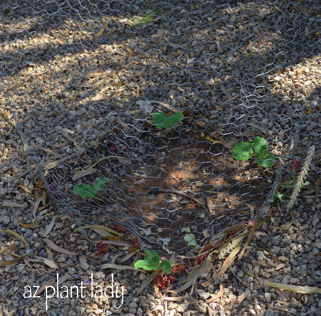 July Vegetable Garden