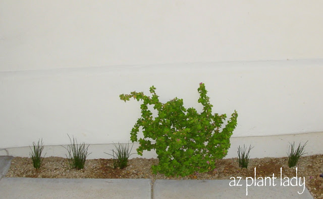 Torch Glow Bougainvillea as a small shrub in a narrow location