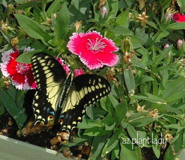 Swallowtail and Dianthus