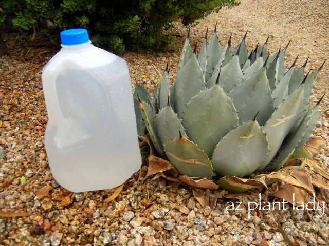 Milk jug next to an agave plant