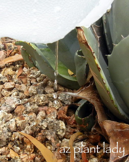 Portable Drip Irrigation at the bottom of a  Recycled Milk Jug