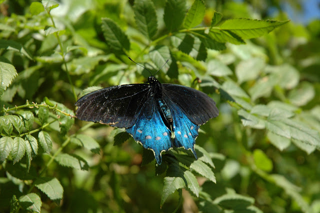 Pipevine Swallowtail