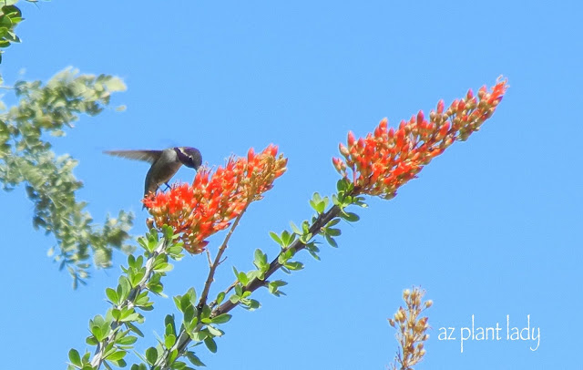 Black-Chinned Hummingbird feeding from Ocotillo flower