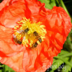 Icelandic Poppy