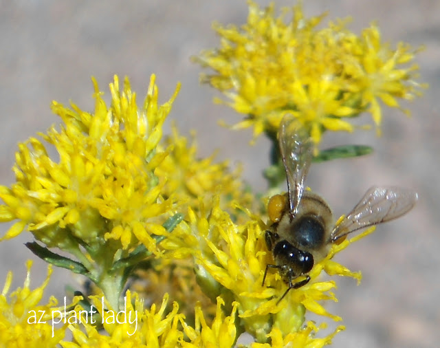 Rabbitbrush 