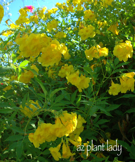 Arizona Yellow Bells (Tecoma stans stans)