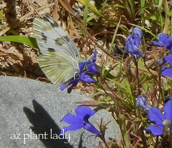 White Checkered Butterfly