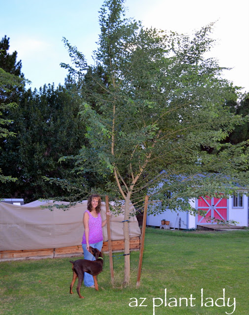 Posing by the tree with my sister's new 3-legged dog, Johnny