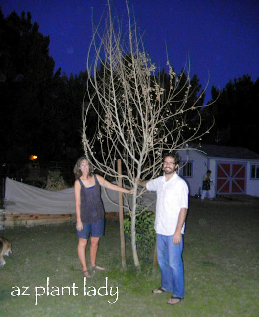 frost-damaged-sissoo-tree