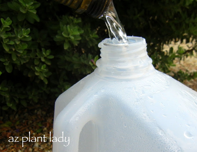 Pouring water in a jug for portable drip irrigation
