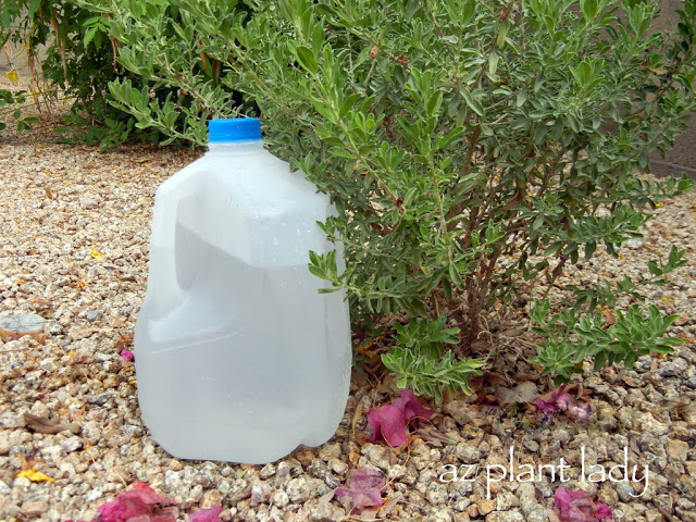 Portable Drip Irrigation With a Recycled Milk Jug