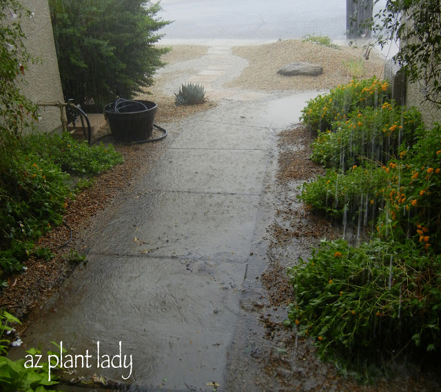 torrential rain during our summer monsoon season