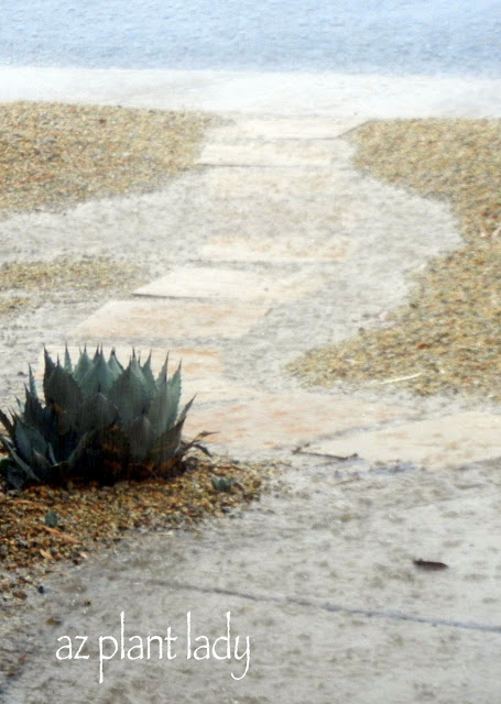 torrential rain during our summer monsoon season