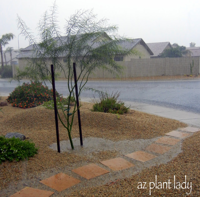 torrential rain during our summer monsoon season