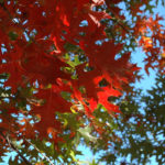 Autumn color in the Blue Ridge Mountains of North Carolina