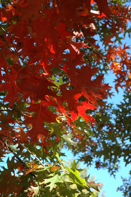 Autumn color in the Blue Ridge Mountains of North Carolina