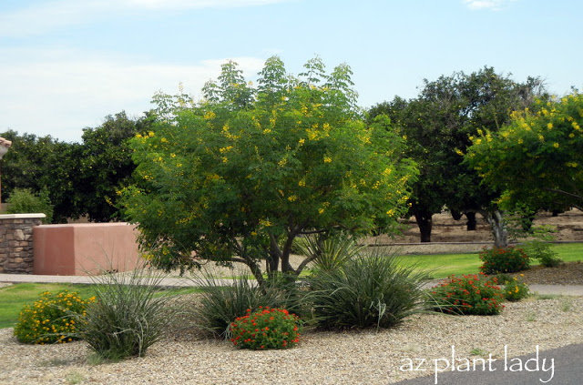 MBOP-tree-planting-arrangement