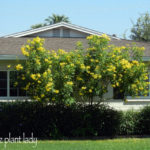 Arizona Yellow Bells