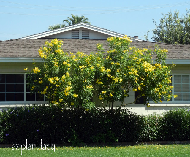 Arizona Yellow Bells