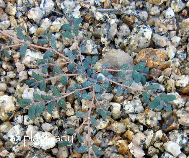 Natural Weed Killer Vinegar & Soap