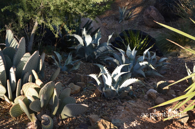 Desert Botanical Garden