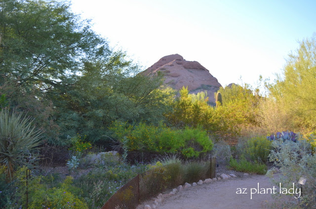 Desert Botanical Garden