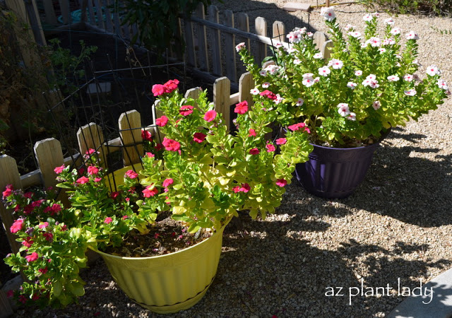 Grow Vegetables in Pots!