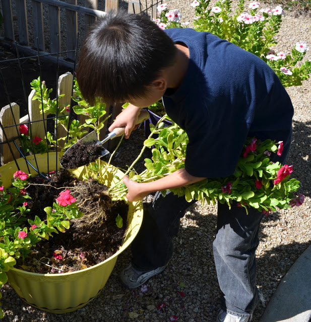 Grow Vegetables in Pots!