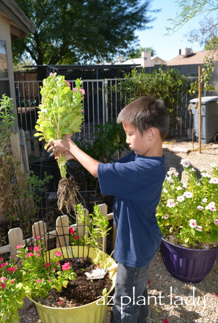 Grow Vegetables in Pots!