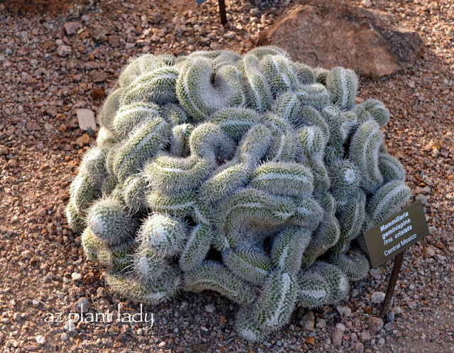 Desert Botanical Garden