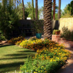 Backyard-Landscape-Date-Palms