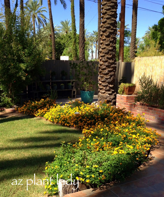 date palms and gold lantana