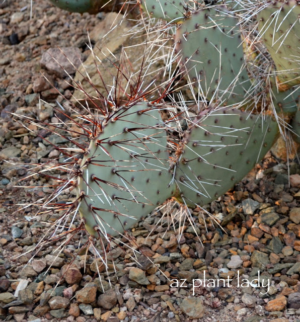 Desert Botanical Garden