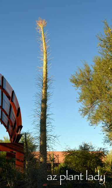 Desert Botanical Garden