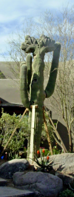 Saguaro carnegiea