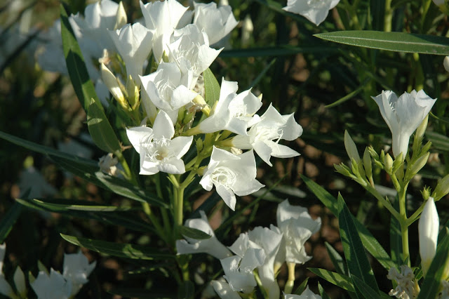 White Oleander