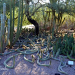 Echinopsis-theiegorta