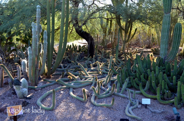 Echinopsis-theiegorta