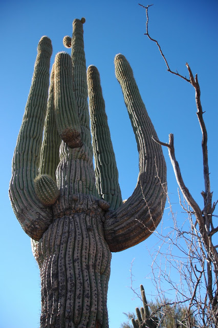 Saguaro 