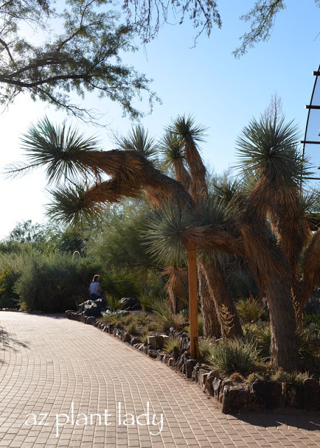 Desert Botanical Garden