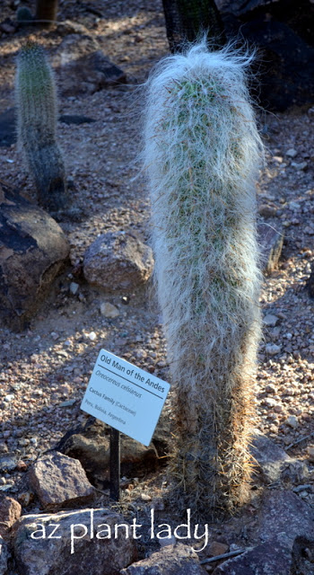 Desert Botanical Garden